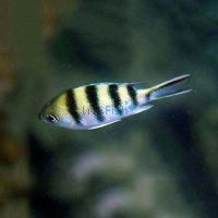 Sergeant Major Damselfish - Small