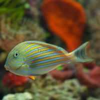 Tang Clown Lined Surgeonfish - Medium