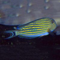 Tang Clown Lined Surgeonfish TIN