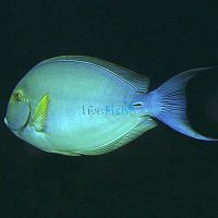 Tang Yellowfin Surgeonfish - Medium