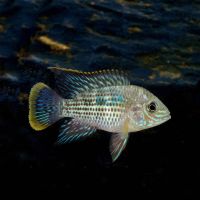 Silver Saum 5cm - Aequidens Rivulatus White Edged
