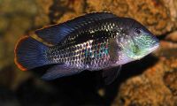 Silver Saum 12cm - Aequidens Rivulatus White Edged