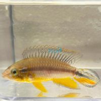 Agassizii Tefe Pearl Blue 3cm