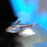 Albino Glolite Tetra 3cm