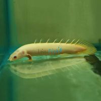 Albino Bichir 12cm