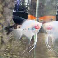 Albino Blushing Angel 4.5cm