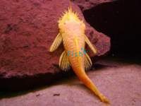 Albino Bristlenose Catfish 5cm