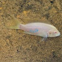 Albino Princess Cichlid 3cm