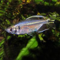 Yellowtail Congo Tetra 5cm