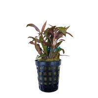 Alternanthera Reineckii - Mini Pot
