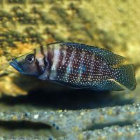 Altolamprologus Calvus Black 5cm