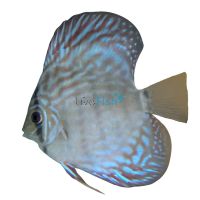 Altum Flora Discus 5cm