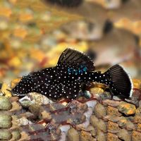 Peppermint Bristlenose 3.5cm