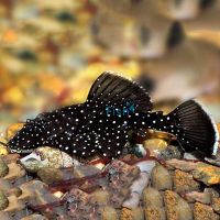 Peppermint Bristlenose 6cm
