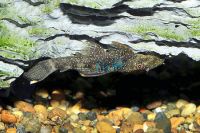 Orange Spotted Bristlenose Catfish 10cm 