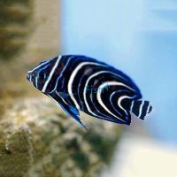Koran Angelfish - Medium Juvenile