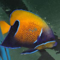 Blue Girdled Angelfish - Large