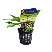 Assorted Anubias Small - Pot
