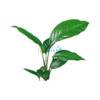 Assorted Anubias Small