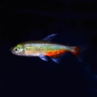 Rathbuni's Bloodfin Tetra 3.5cm