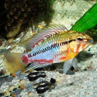 Apistogramma Hongsloi II Select 3cm