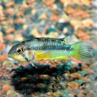 Apisto Norberti - Wild Caught 3cm