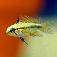 Pair Apistogramma Trifasciata 3cm