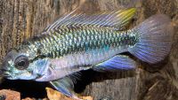 Apistogramma Trifasciata 3cm Pair