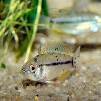 Apistogramma Pucallpaensis - Wild Caught 3cm