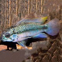 Pair Apistogramma Trifasciata 3cm