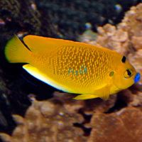Angelfish Threespot Wild - Medium