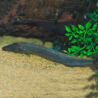 Brown Ghost Knife Fish 12cm