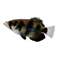 Archer Fish 10cm - Brackish