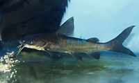 Salmon Tail Catfish 15cm