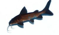 Salmon Tail Catfish 12cm 