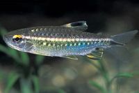 Red Eye Characin 5cm