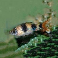 Arulius Barb 3cm