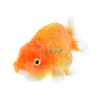 Assorted Ranchu 7cm