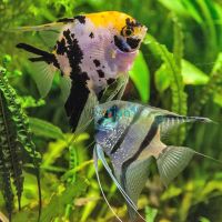 Assorted Angelfish 8cm