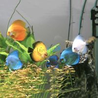 Assorted Discus 5cm
