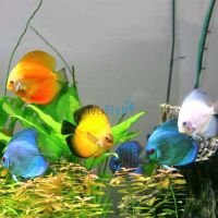 Assorted Discus 7cm