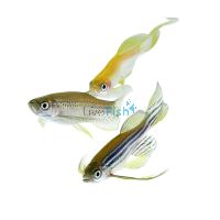 Assorted Longfin Danio 4cm