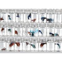 Assorted Male Fighter 6cm