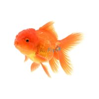 Assorted Oranda 15cm