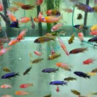 Assorted Peacock 5cm