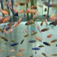 Assorted Peacock 4cm