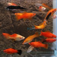 Assorted Swordtail 4cm