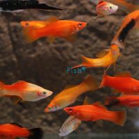 Assorted Swordtail 5cm