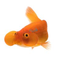 Assorted Bubble Eye Goldfish 9cm