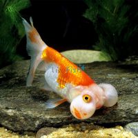 Assorted Bubble Eye 5cm